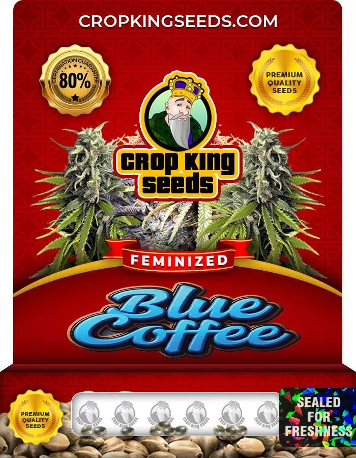 Blue Coffee Strain Feminized Marijuana Seeds