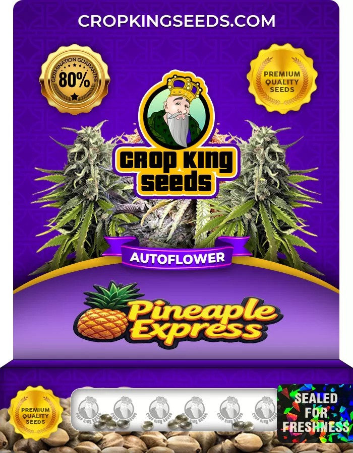 Pineapple Express Strain Autoflowering Marijuana Seeds