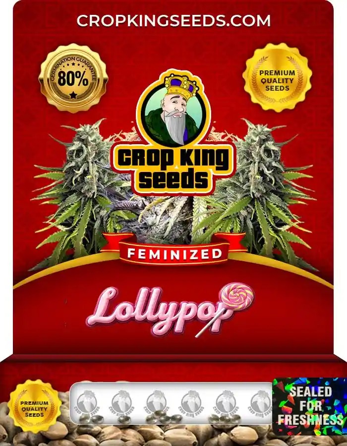 Lollypop Strain Feminized Marijuana Seeds