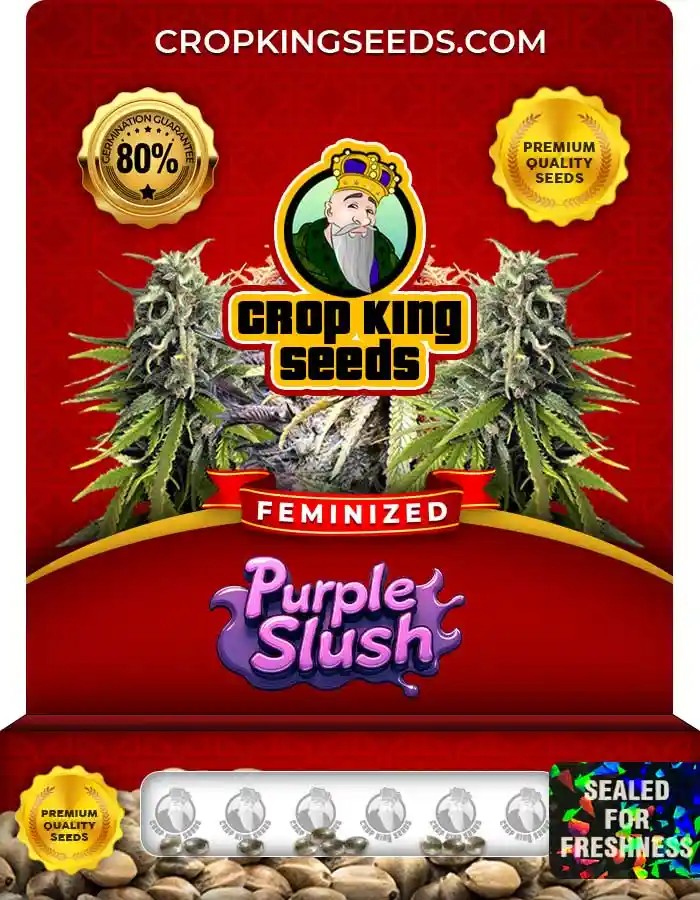 Purple Slush Strain Feminized Marijuana Seeds