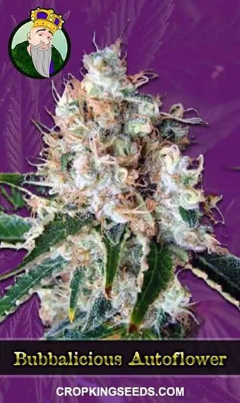 Bubblicious Strain Autoflowering Marijuana Seeds
