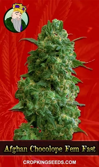 Afghan Chocolope Strain Feminized Fast Version Marijuana Seeds