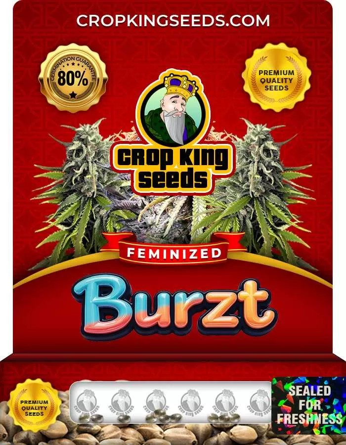 Burzt Feminized Seeds