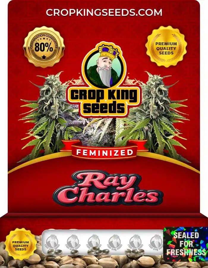 Ray Charles Strain Feminized Marijuana Seeds