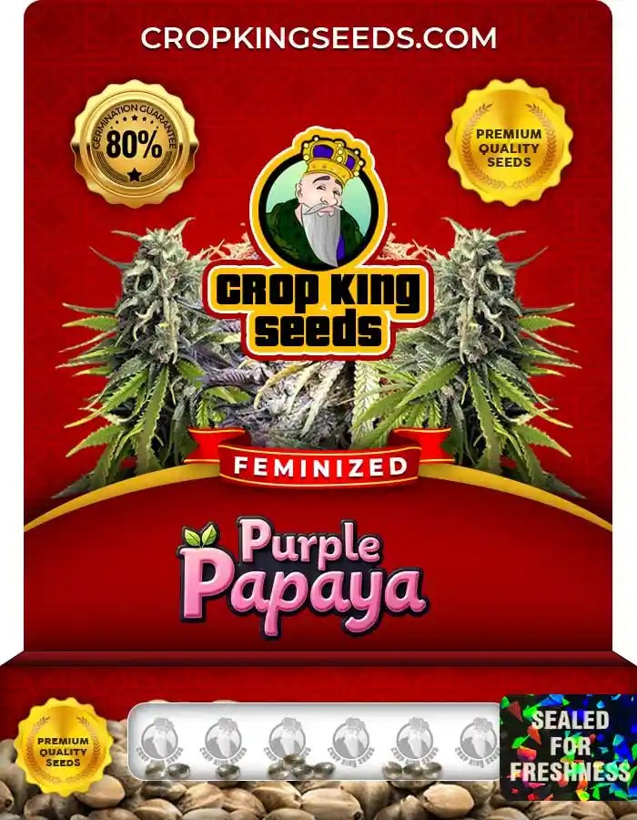 Purple Papaya Feminized Seeds