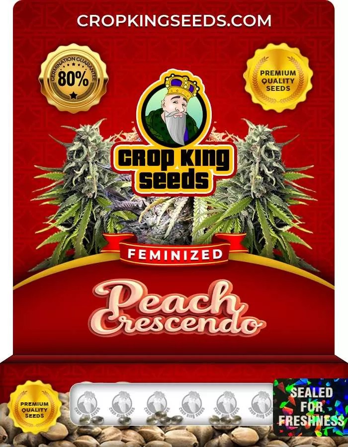 Peach Crescendo Strain Feminized Marijuana Seeds