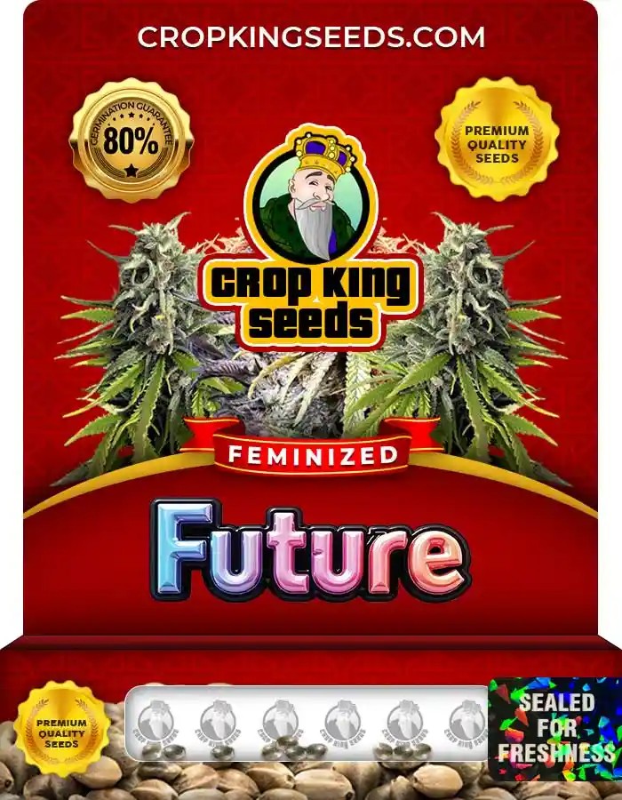 Future Strain Feminized Marijuana Seeds