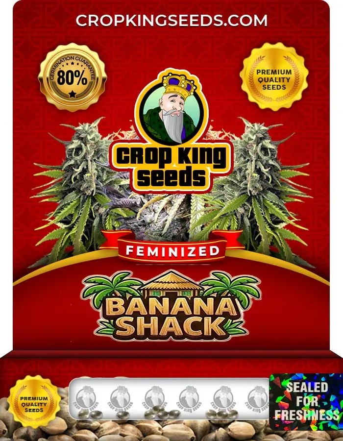 Banana Shack Strain Feminized Seeds