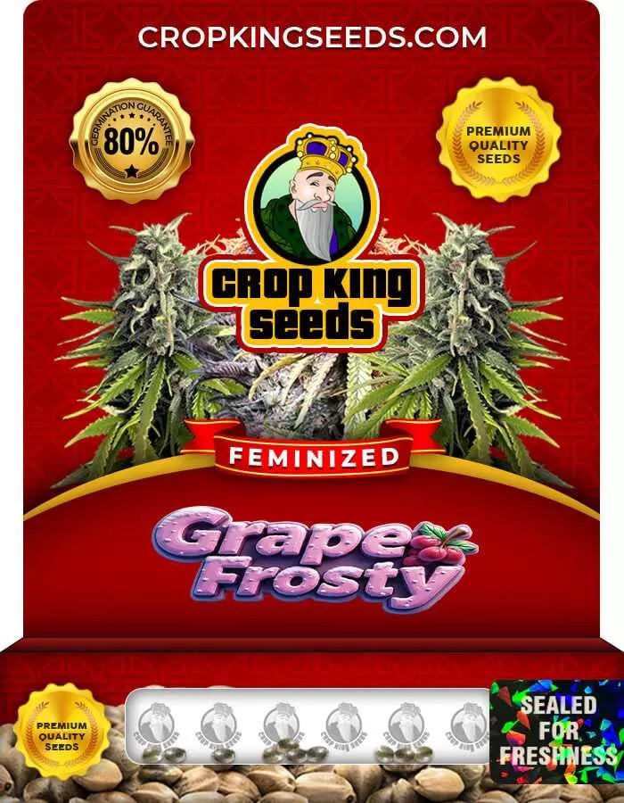 Grape Frosty Feminized Seeds