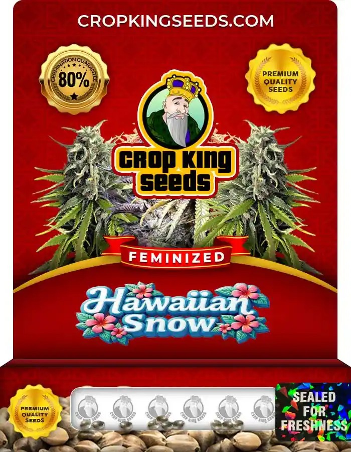 Hawaiian Snow Strain Feminized Marijuana Seeds