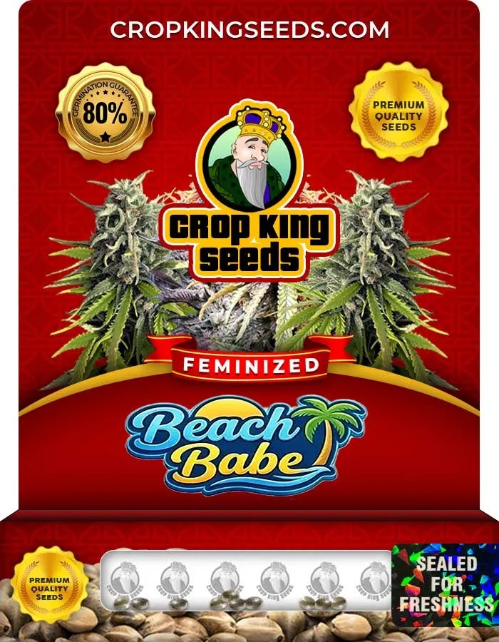 Beach Babe Strain Feminized Seeds