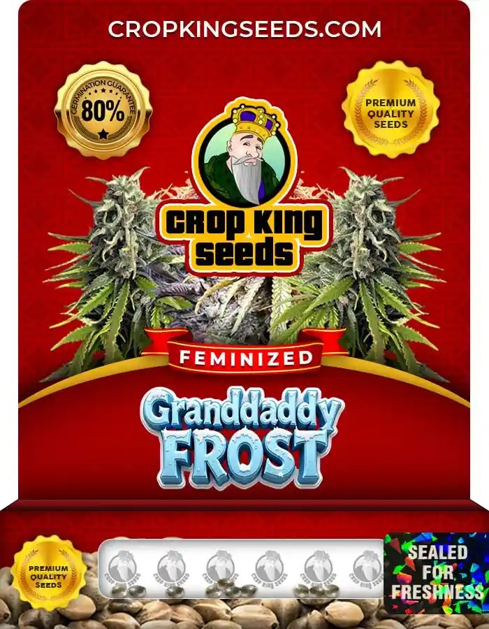 Granddaddy Frost Strain Feminized Seeds