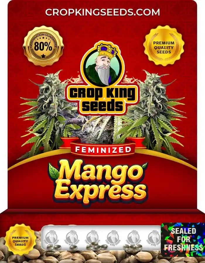 Mango Express Strain Feminized Seeds