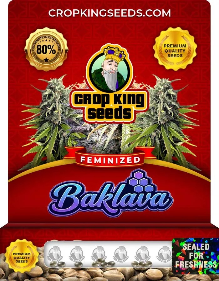 Baklava Strain Feminized Seeds