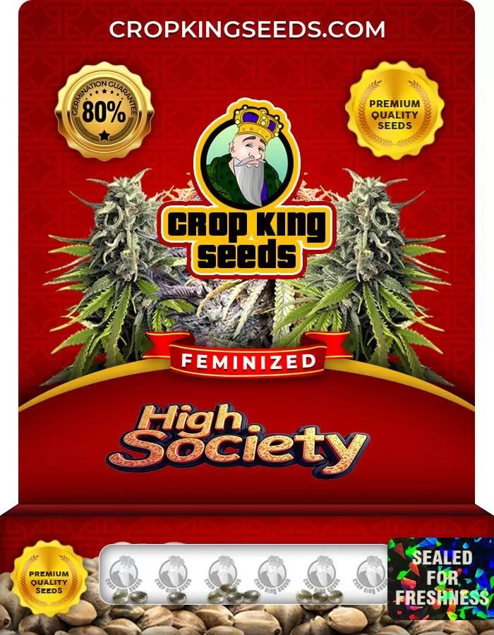 High Society Strain Feminized Marijuana Seeds
