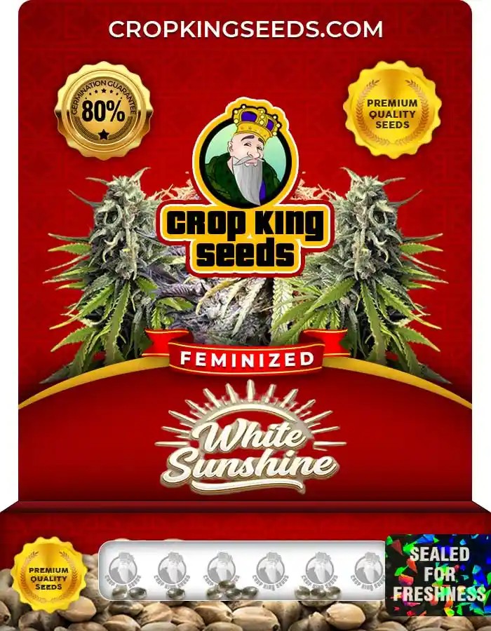 White Sunshine Strain Feminized Marijuana Seeds