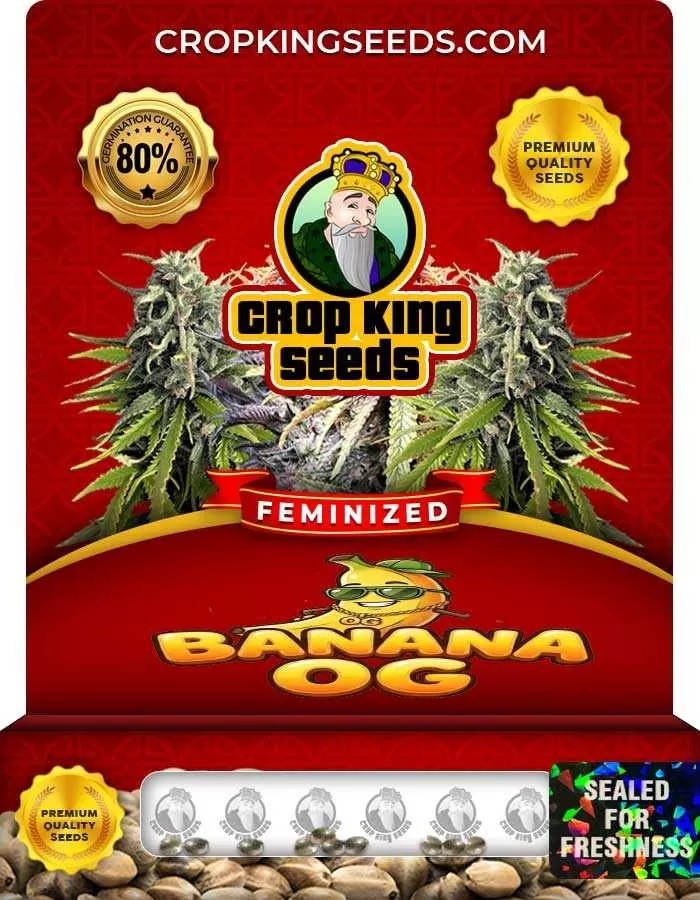Banana OG Strain Feminized Seeds