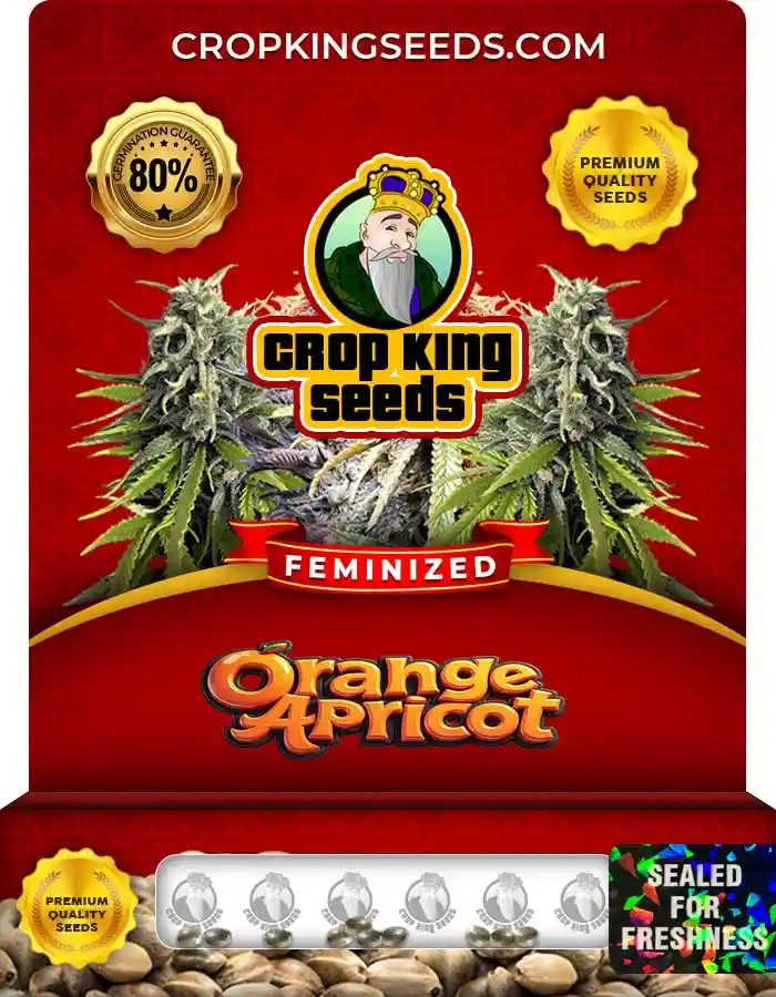 Orange Apricot Strain Feminized Marijuana Seeds