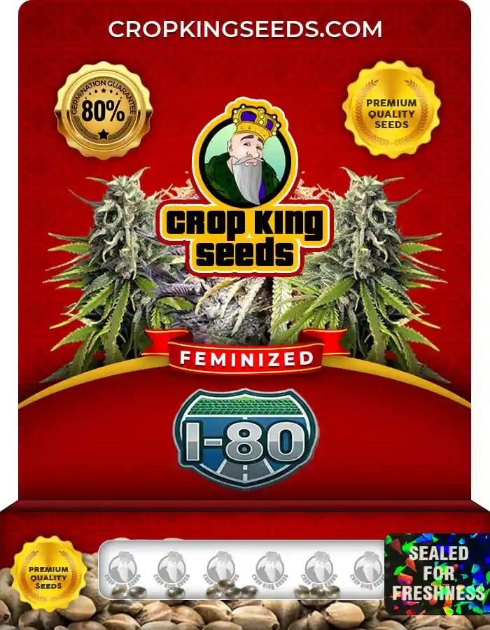 I-80 Strain Feminized Seeds