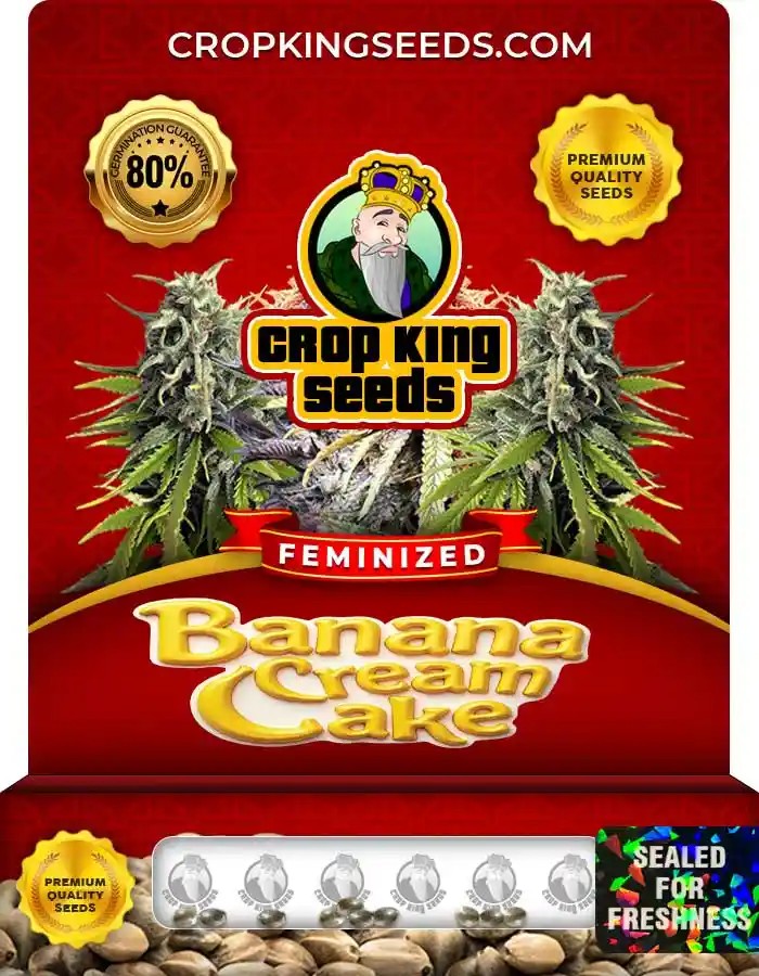Banana Cream Cake Strain Feminized Marijuana Seeds