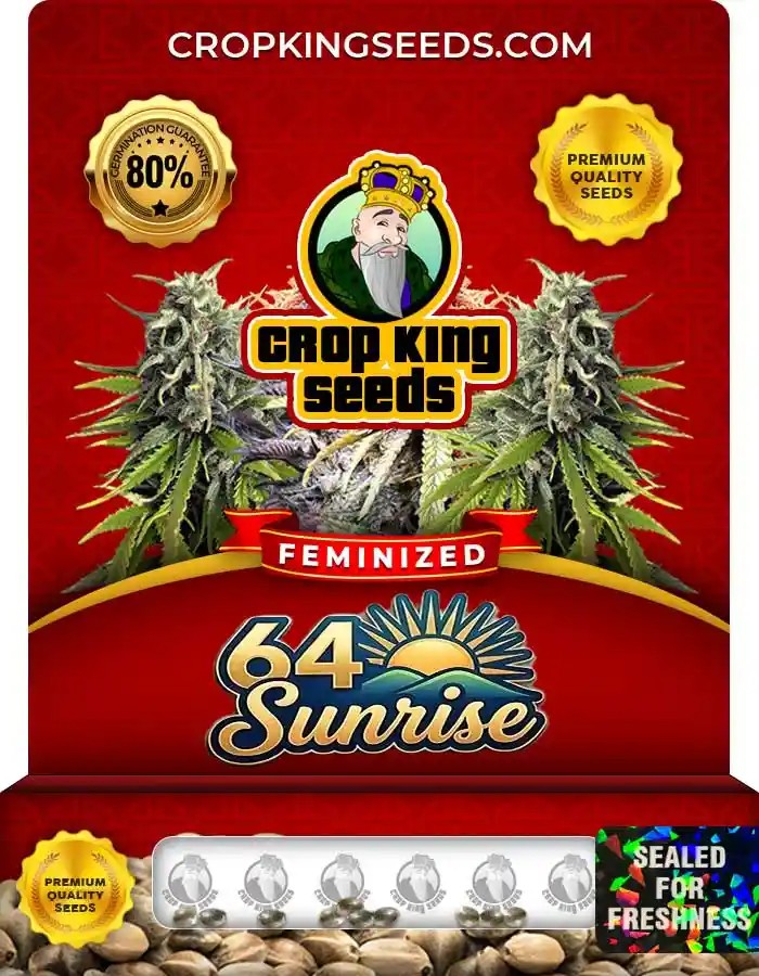 64 Sunrise Strain Feminized Marijuana Seeds