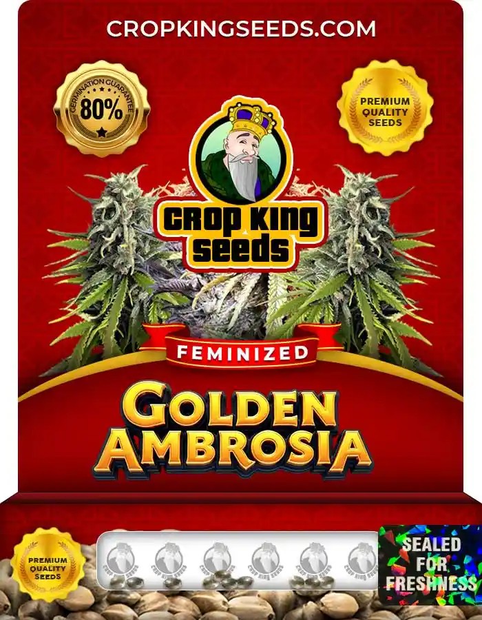 Golden Ambrosia Strain Feminized Seeds