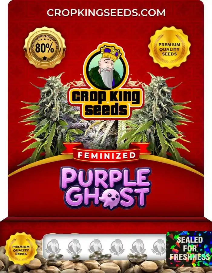 Purple Ghost Strain Feminized Marijuana Seeds