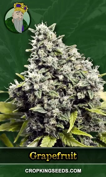 Grapefruit Strain Regular Marijuana Seeds
