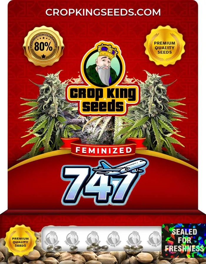 747 Strain Feminized Seeds
