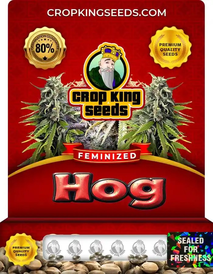 Hog Strain Feminized Seeds