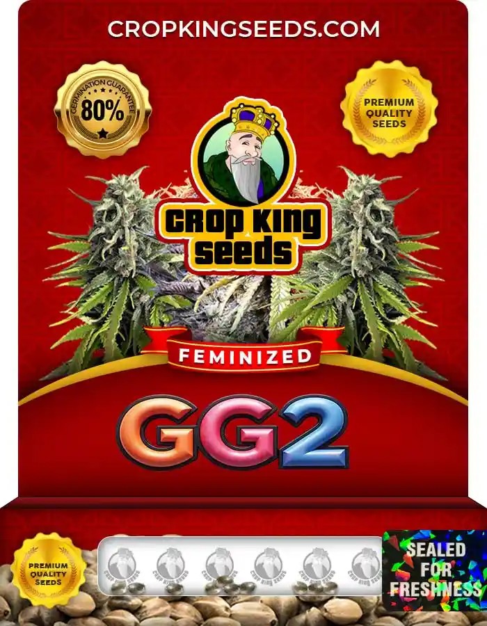 GG2 Feminized Seeds