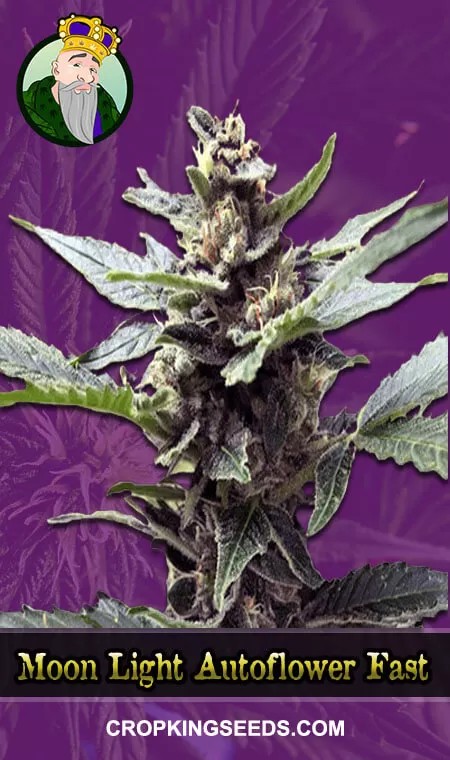 Moonlight Strain Auto Fast Version Marijuana Seeds