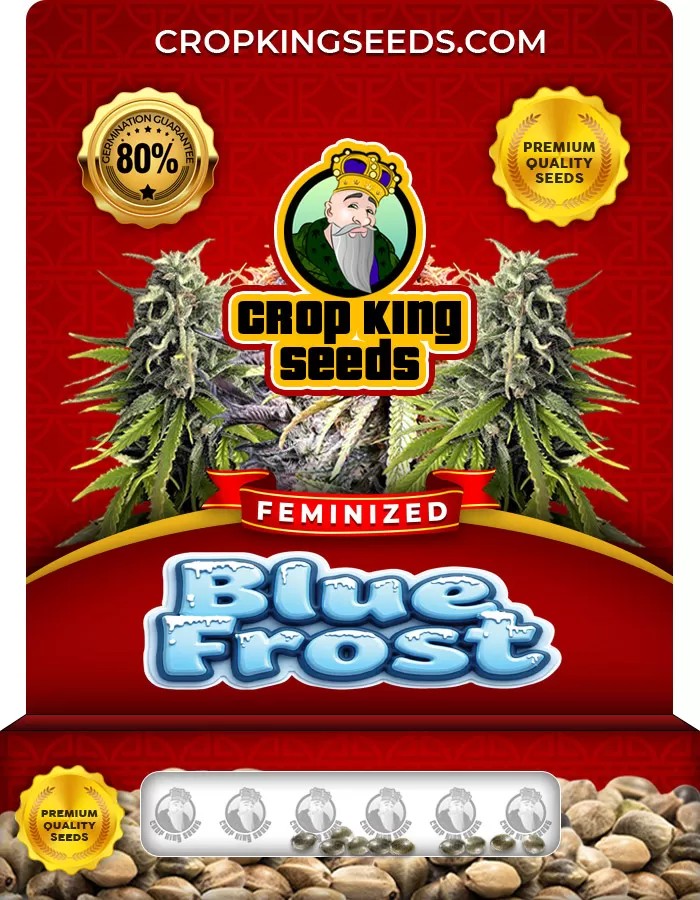 Blue Frost Feminized Marijuana Seeds