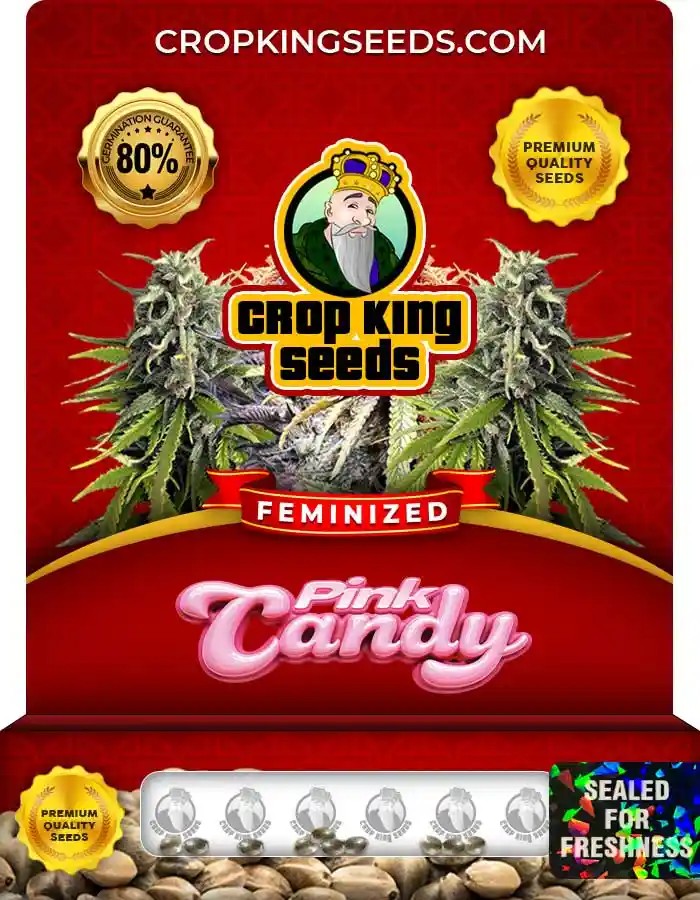 Pink Candy Strain Feminized Marijuana Seeds