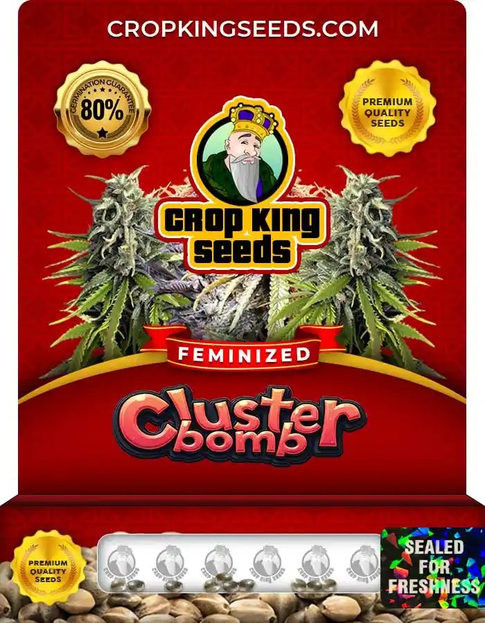 Cluster Bomb Feminized Seeds