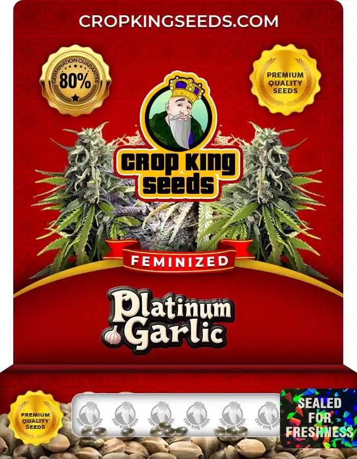 Platinum Garlic Strain Feminized Marijuana Seeds