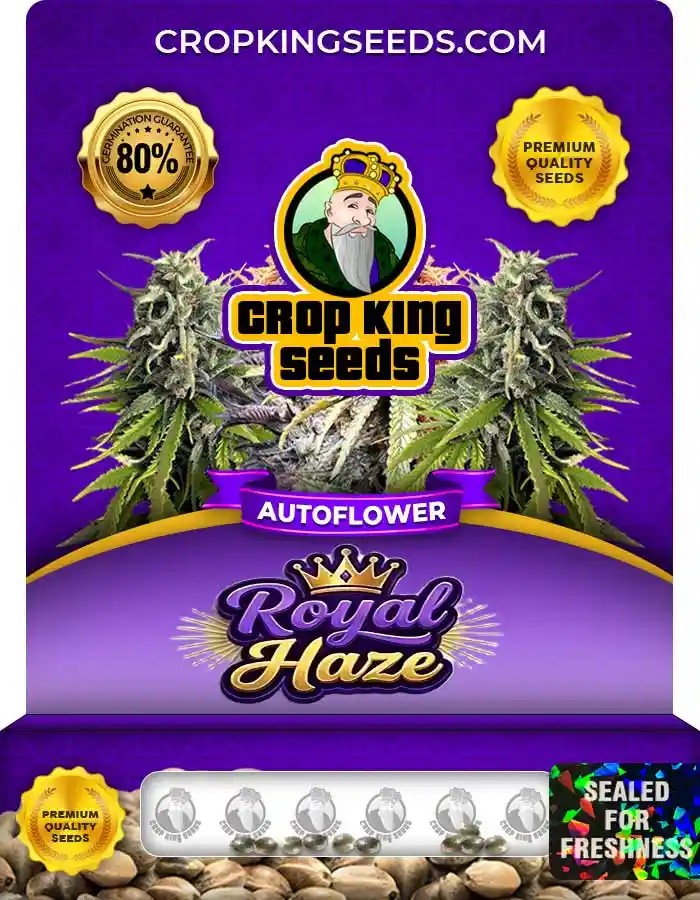 Royal Haze Autoflower Seeds