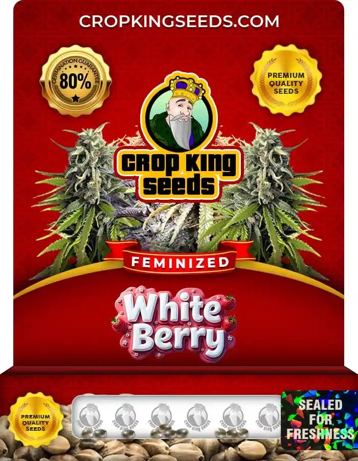 White Berry Strain Feminized Marijuana Seeds