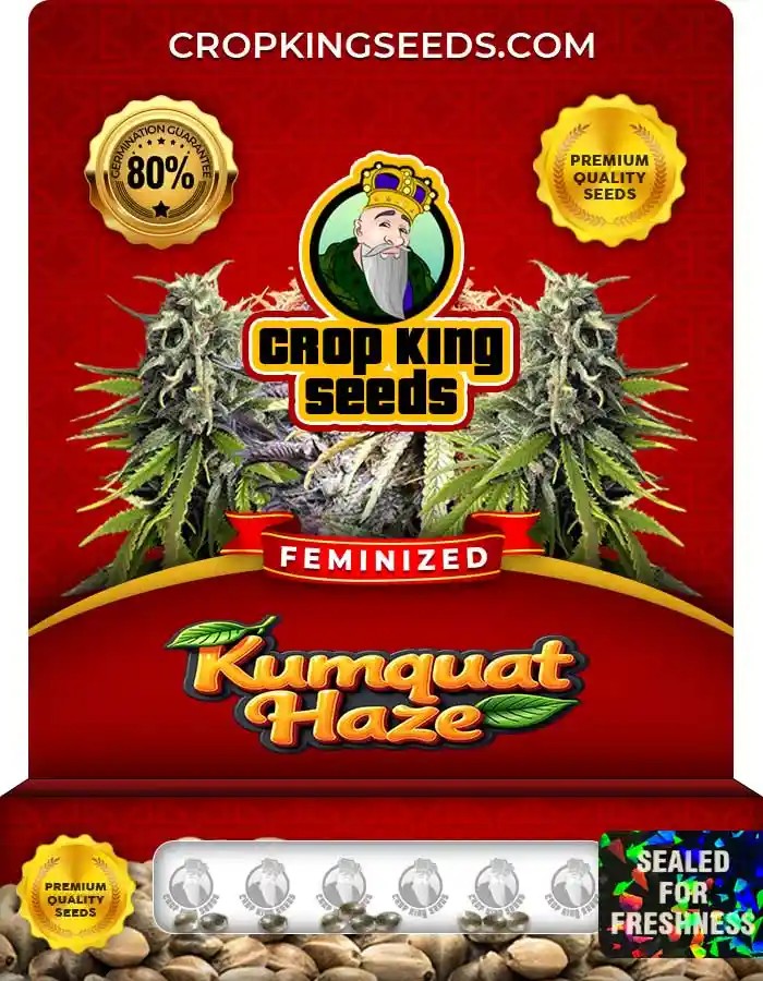 Kumquat Haze Feminized Seeds
