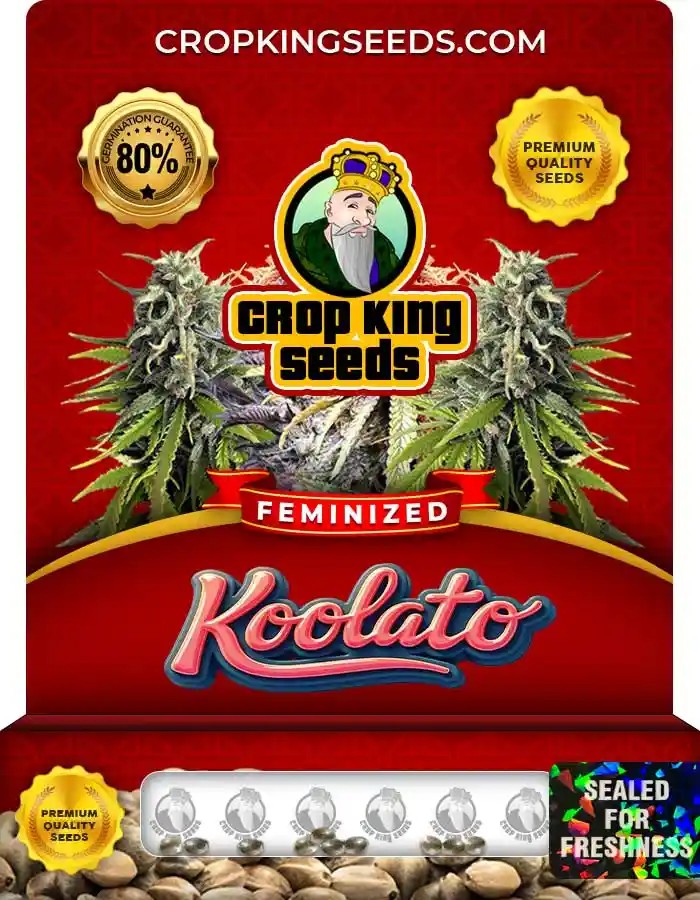 Koolato Strain Feminized Marijuana Seeds