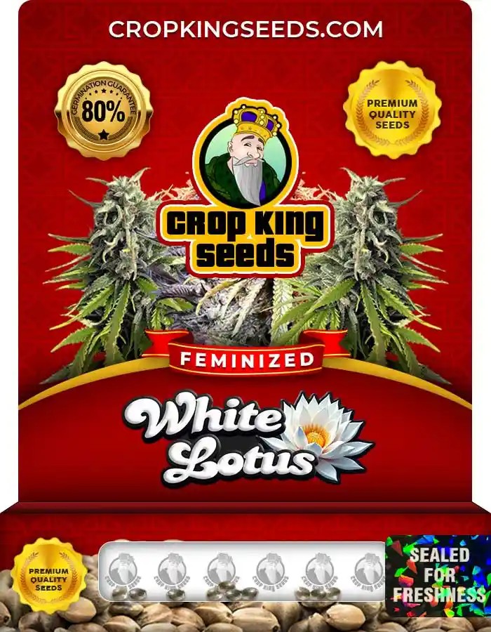 White Lotus Strain Feminized Marijuana Seeds