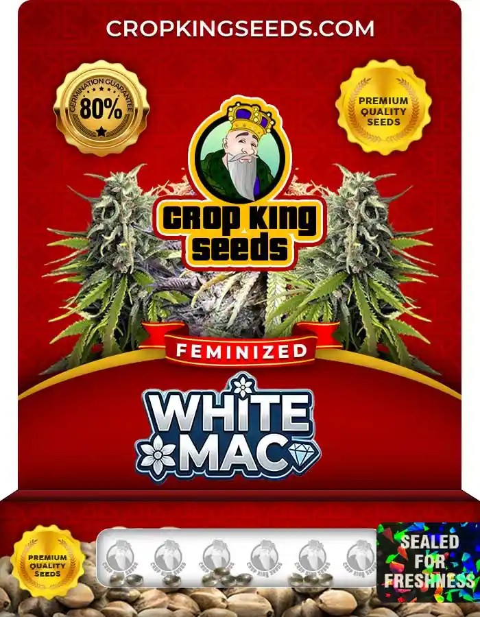White Mac Strain Feminized Marijuana Seeds