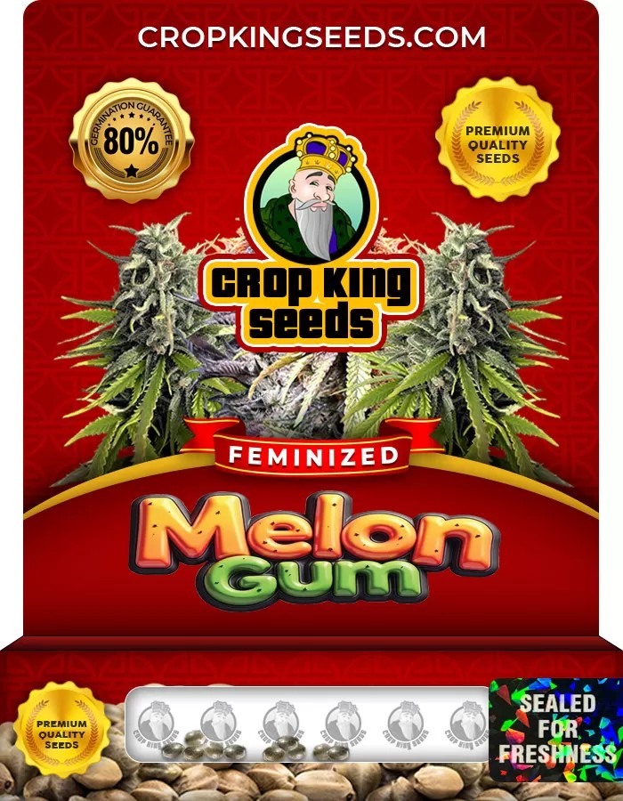 Melon Gum Feminized Marijuana Seeds