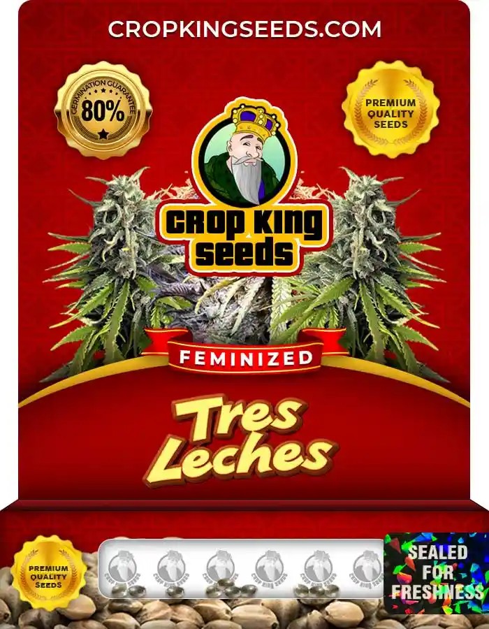 Tres Leches Strain Feminized Marijuana Seeds
