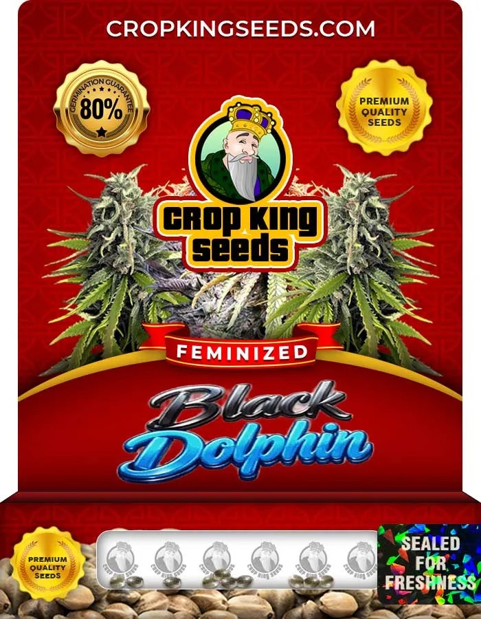Black Dolphin Strain Feminized Seeds