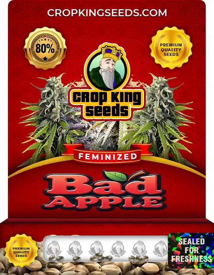 Bad Apple Strain Feminized Marijuana Seeds