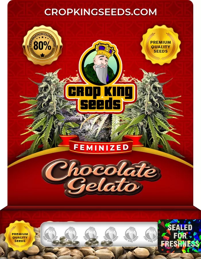 Chocolate Gelato Feminized Marijuana Seeds