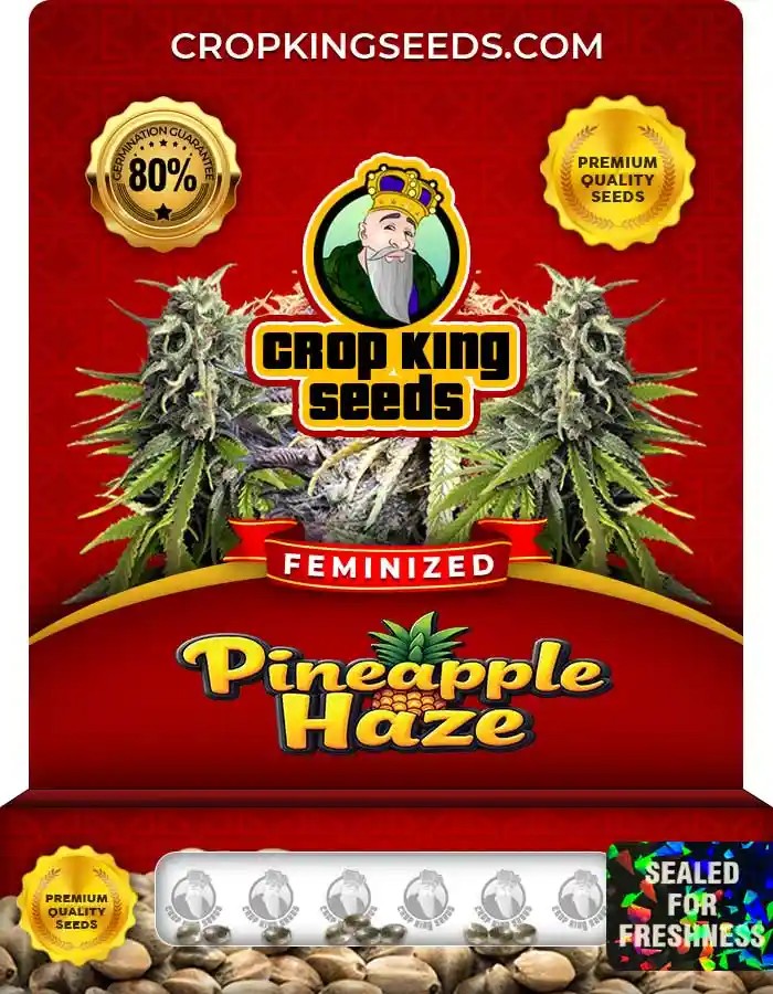 Pineapple Haze Feminized Marijuana Seeds
