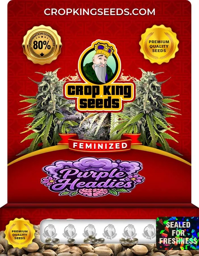 Purple Headies Strain Feminized Seeds
