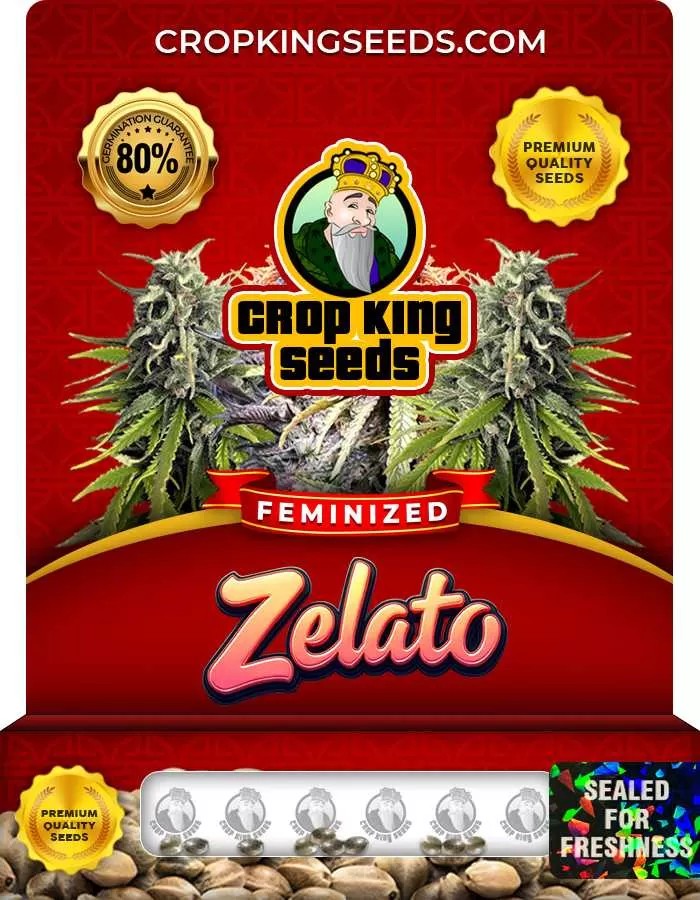 Zelato Strain Feminized Marijuana Seeds